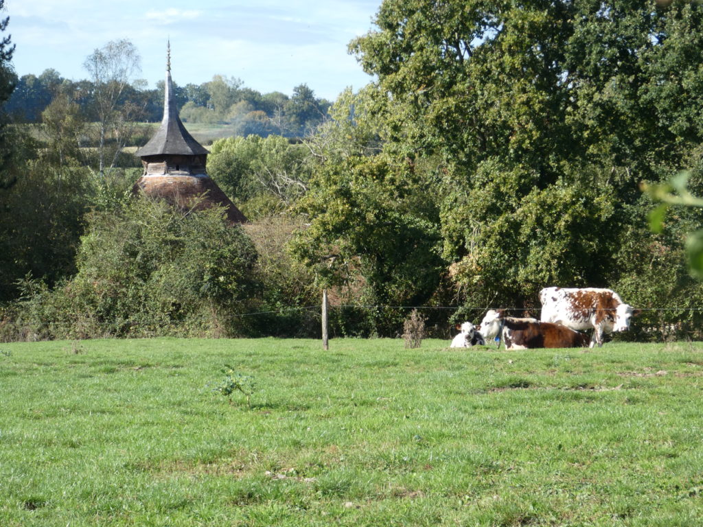 gite-normandie_les-petits-matins-bleus_paysages-normandie_vaches