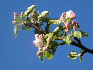 gite-normandie_les-petits-matins-bleus_pommier-en-fleurs