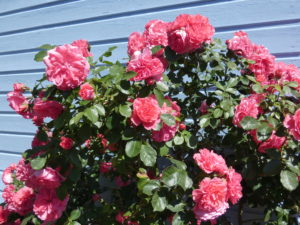 gite-normandie_les-petits-matins-bleus_roses-des-pommiers_052020